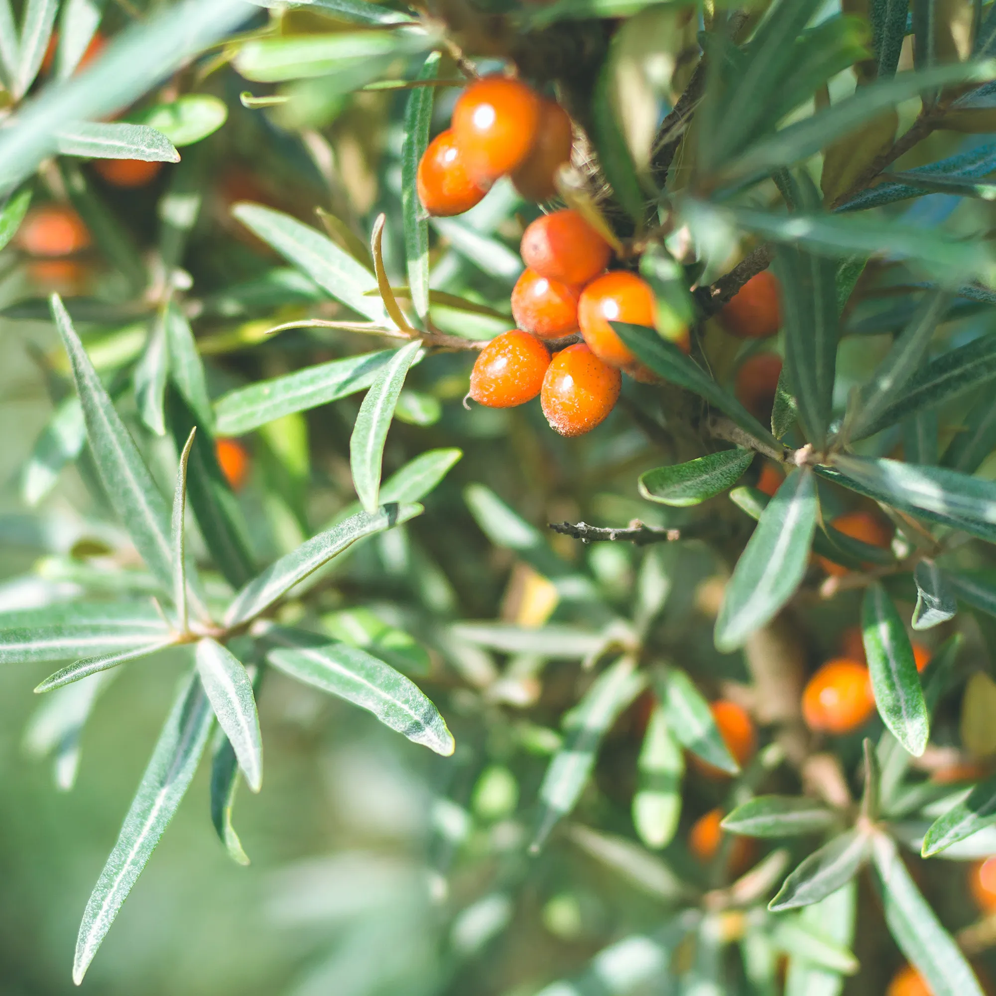 Rausch Lacca forte senza aerosol