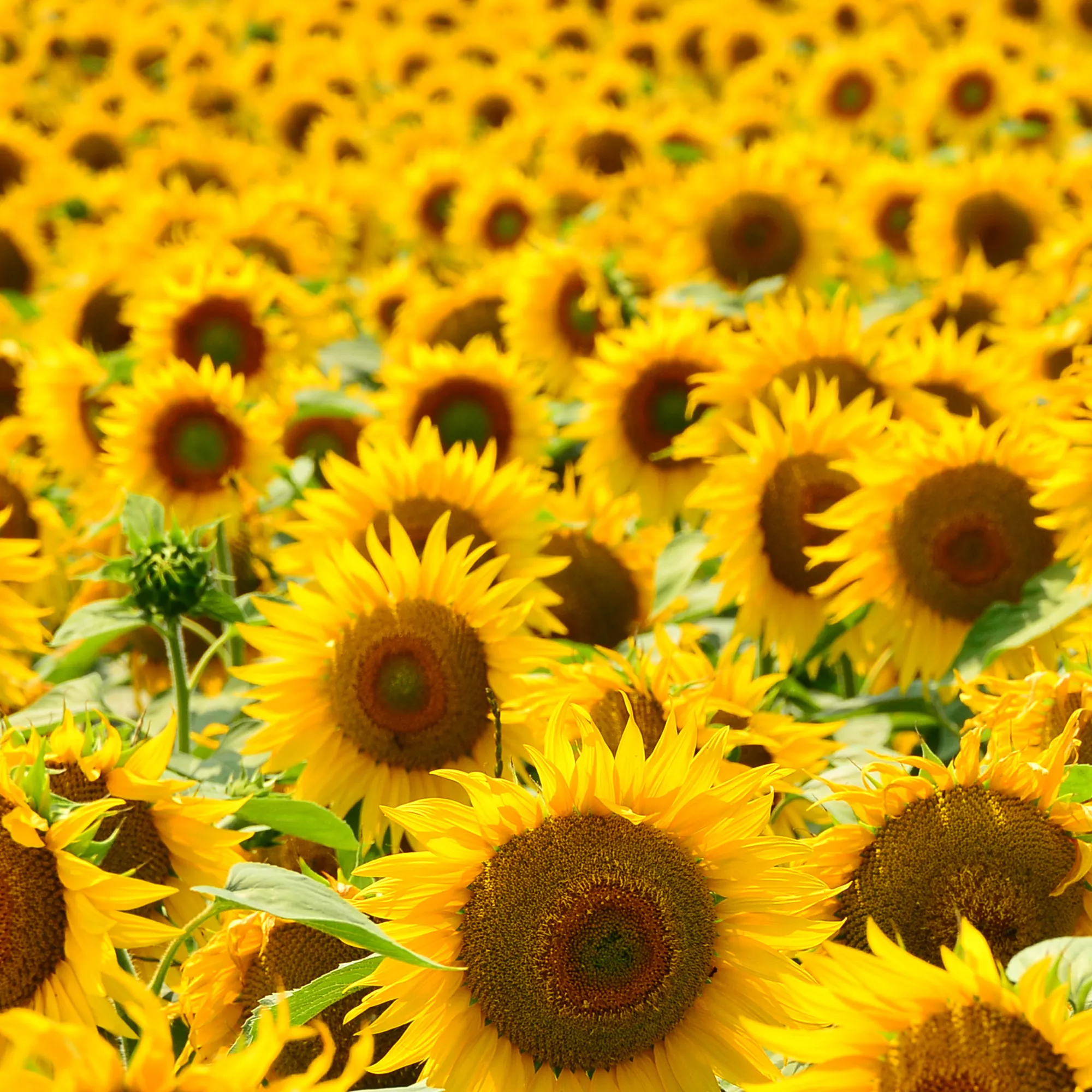 Rausch Ricarica lacca flessibile senza aerosol